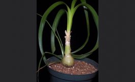 Ada Soğanı - Sea onion