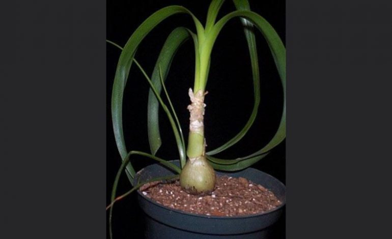 Ada Soğanı – Sea onion